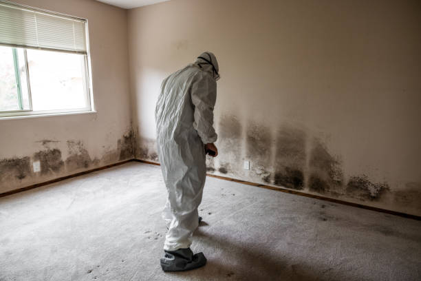 Best Mold Remediation for Schools in Contoocook, NH
