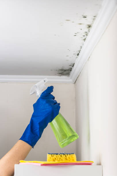 Best HVAC Mold Remediation in Contoocook, NH