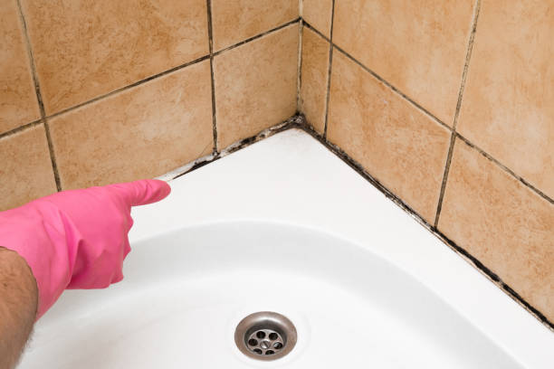 Best DIY Mold Remediation Support Services in Contoocook, NH