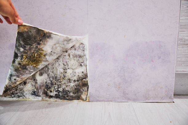 Best Kitchen Mold Remediation in Contoocook, NH